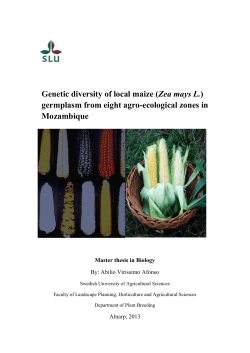 Genetic diversity of local maize (Zea mays L.) germplasm from