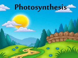 Photosynthesis - Blog del Colegio El Cat&oacute;n