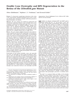 Double Cone Dystrophy and RPE Degeneration in the Retina of the