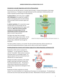 AEROBIC RESPIRATION and PRODUCTION OF ATP Introduction to