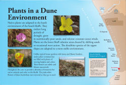 Plants in a Dune Environment