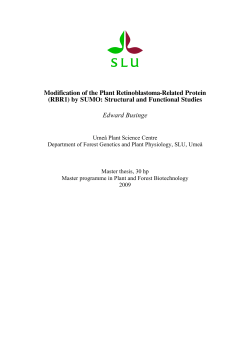 Modification of the Plant Retinoblastoma-Related Protein
