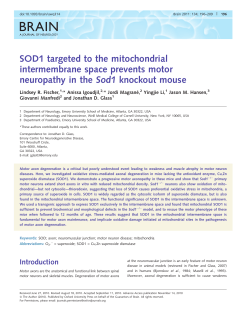 SOD1 targeted to the mitochondrial intermembrane space prevents