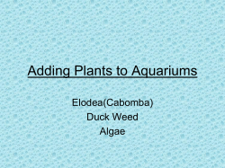 Adding Animals to the Aquarium