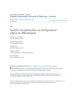 Acetyl-CoA carboxylases are checkpoints in adipocyte differentiation