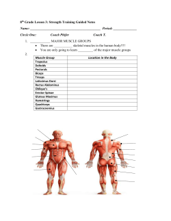 muscle groups