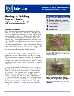 Planting and Mulching Trees and Shrubs