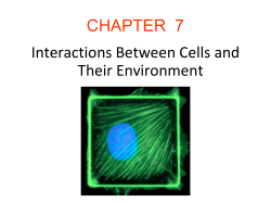 CHAPTER 7