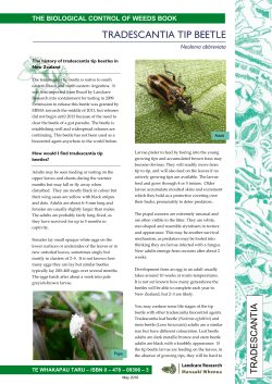 Tradescantia tip beetle