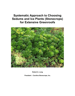 Choosing Plants - Carolina Stonecrops