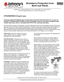 Strawberry Production from Bare-root Plants