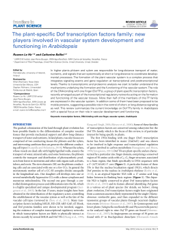 The plant-specific Dof transcription factors family: new players