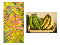 Cone Inputs Controlling Context Effects: Detection and Appearance