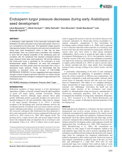Endosperm turgor pressure decreases during early