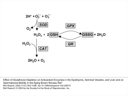 Effect of Glutathione Depletion on Antioxidant Enzymes in the
