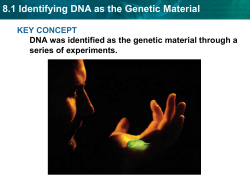 8.3 DNA Replication