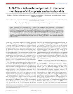 AtPAP2 is a tail-anchored protein in the outer membrane of