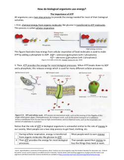 How Biological Organisms Use Energy
