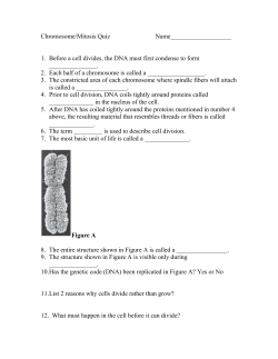 Chromosomes.mitosis.Quiz