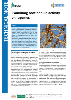 Examining root nodule activity on legumes