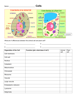 Organelle Review with Photosynthesis and Cellular Respiration