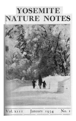 Grizzly Giant (from &ldquo;Five Largest Big Trees&rdquo;)