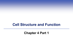 plasma membrane DNA cytoplasm