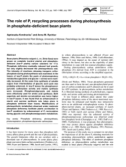 recycling processes during photosynthesis in