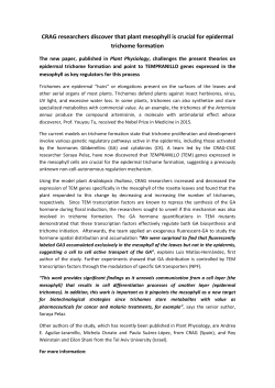 CRAG researchers discover that plant mesophyll is crucial for