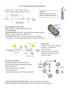 Ch 9 &ndash; Cellular Respiration and Fermentation
