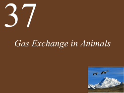 Gas Exchange in Animals