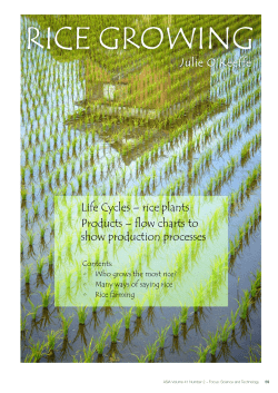 rice plants Products – flow charts to show production processes