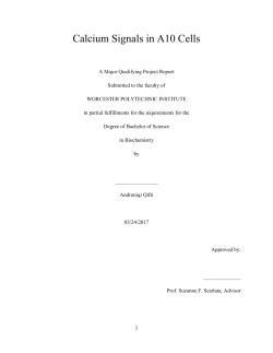 Calcium_Signals_in_A10_Cells_Final_Version