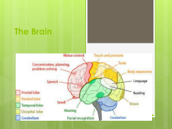 The Brain 3 Memory Storage Systems