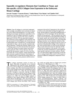 Collagen Gene Expression in the Embryonic