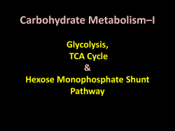 ATP ADP Mg 2+ Hexokinase Glucose-6-phosphate