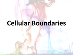 Cell Boundaries power point