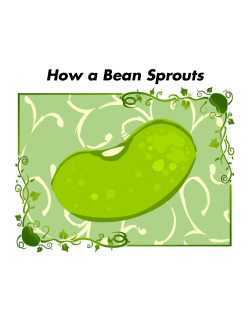 How a Bean Sprouts