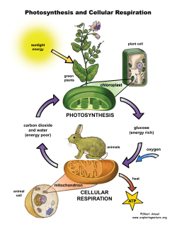 photosynthesis cellular respiration