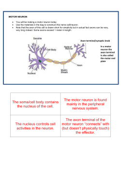 Neuron model labelling cards