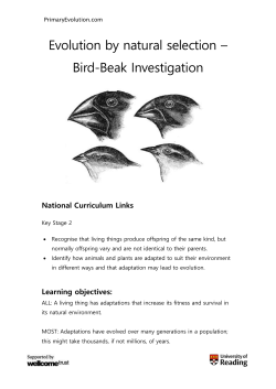 Bird beak investigation