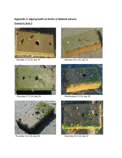 Appendix 3: Algal growth on bricks in Maketū estuary