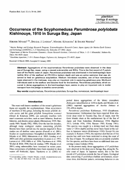 Occurrence of the Scyphomedusa Parumbrosa polylobata