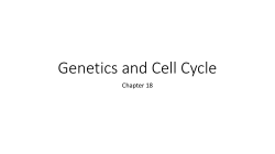 Genetics and Cell Cycle