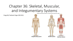 36-1 Skeletal, Muscular, and Integumentary Systems