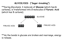 Pyruvic Acid - Northern Highlands
