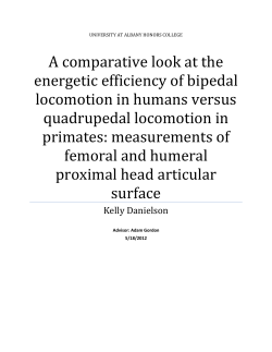 A comparative look at the energetic efficiency of bipedal locomotion
