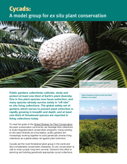 Cycads: A model group for ex situ plant conservation
