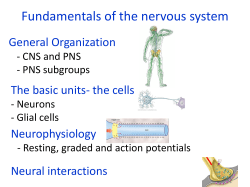 Membrane potential