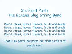 Roots, Stems, Leaves Six Plant Parts The Banana